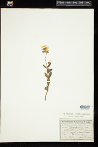 Helianthemum nummularium image