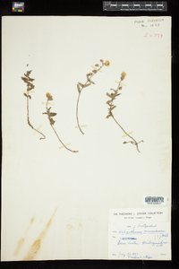 Helianthemum nummularium image