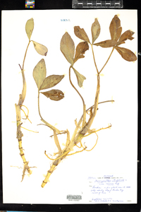 Menyanthes trifoliata image