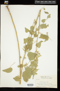 Image of Abutilon fruticosum