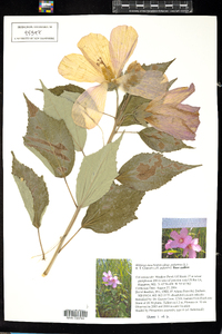 Hibiscus moscheutos image