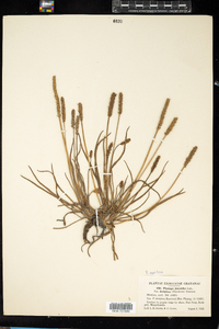 Plantago maritima image