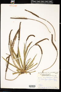 Plantago maritima var. juncoides image