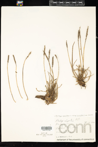 Plantago maritima var. juncoides image