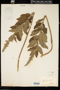 Teucrium canadense image