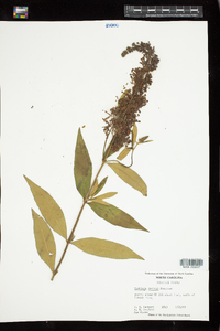 Buddleja davidii image