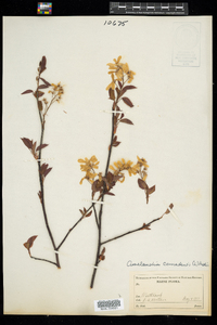 Amelanchier canadensis image