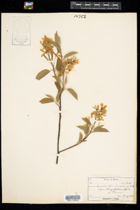 Amelanchier canadensis image