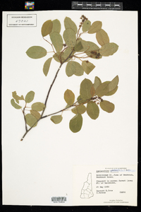 Amelanchier canadensis image