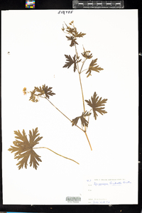 Geranium bicknellii image