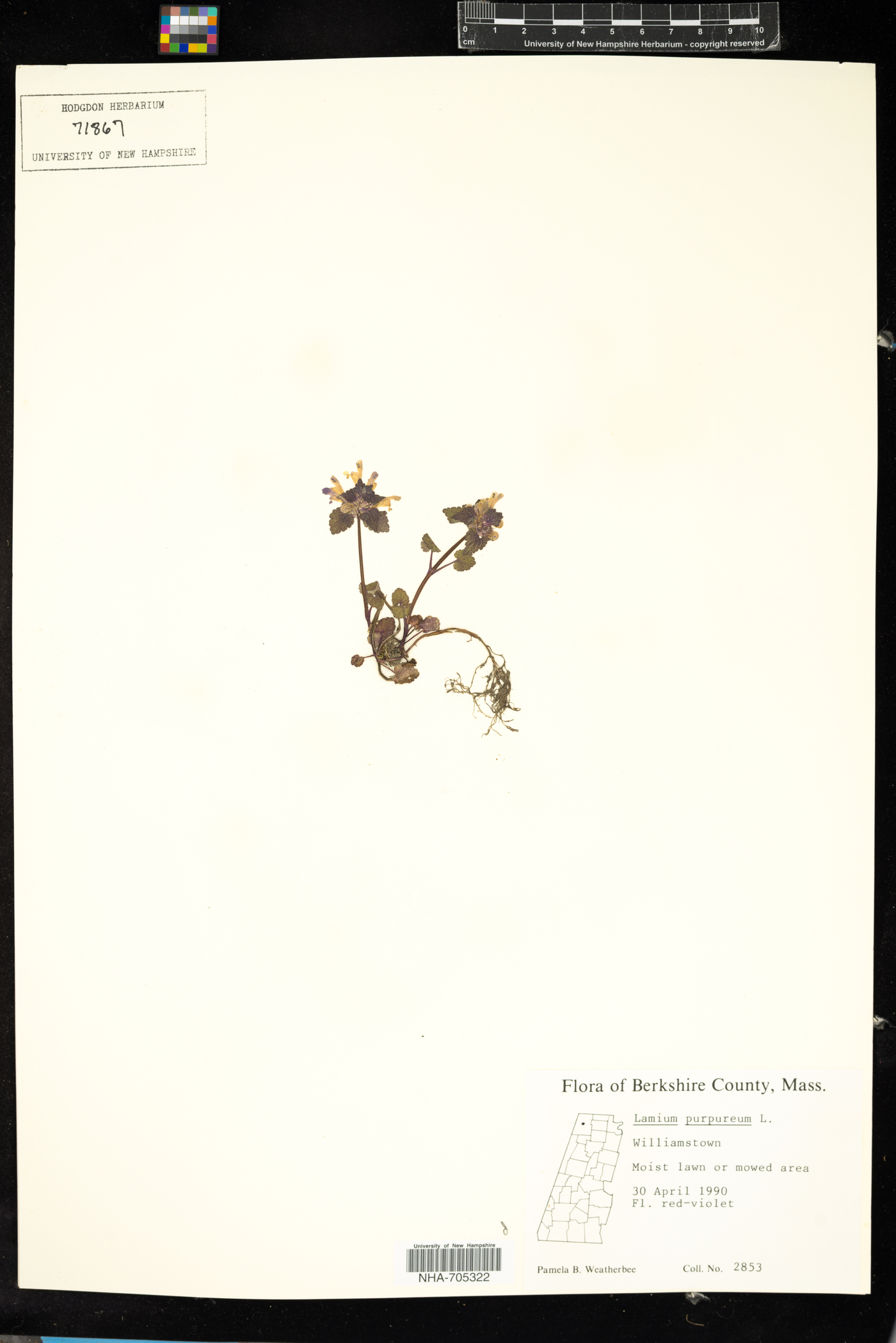 Lamium purpureum image