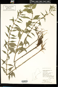 Lycopus americanus image