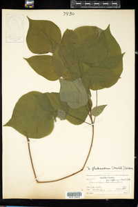 Desmodium glutinosum image