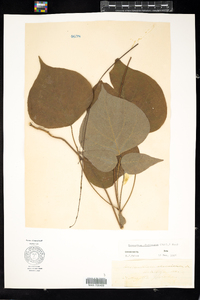 Desmodium glutinosum image