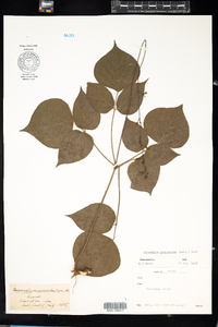 Desmodium glutinosum image