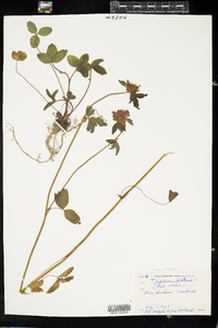 Trifolium pratense image