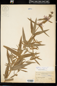 Lythrum salicaria image