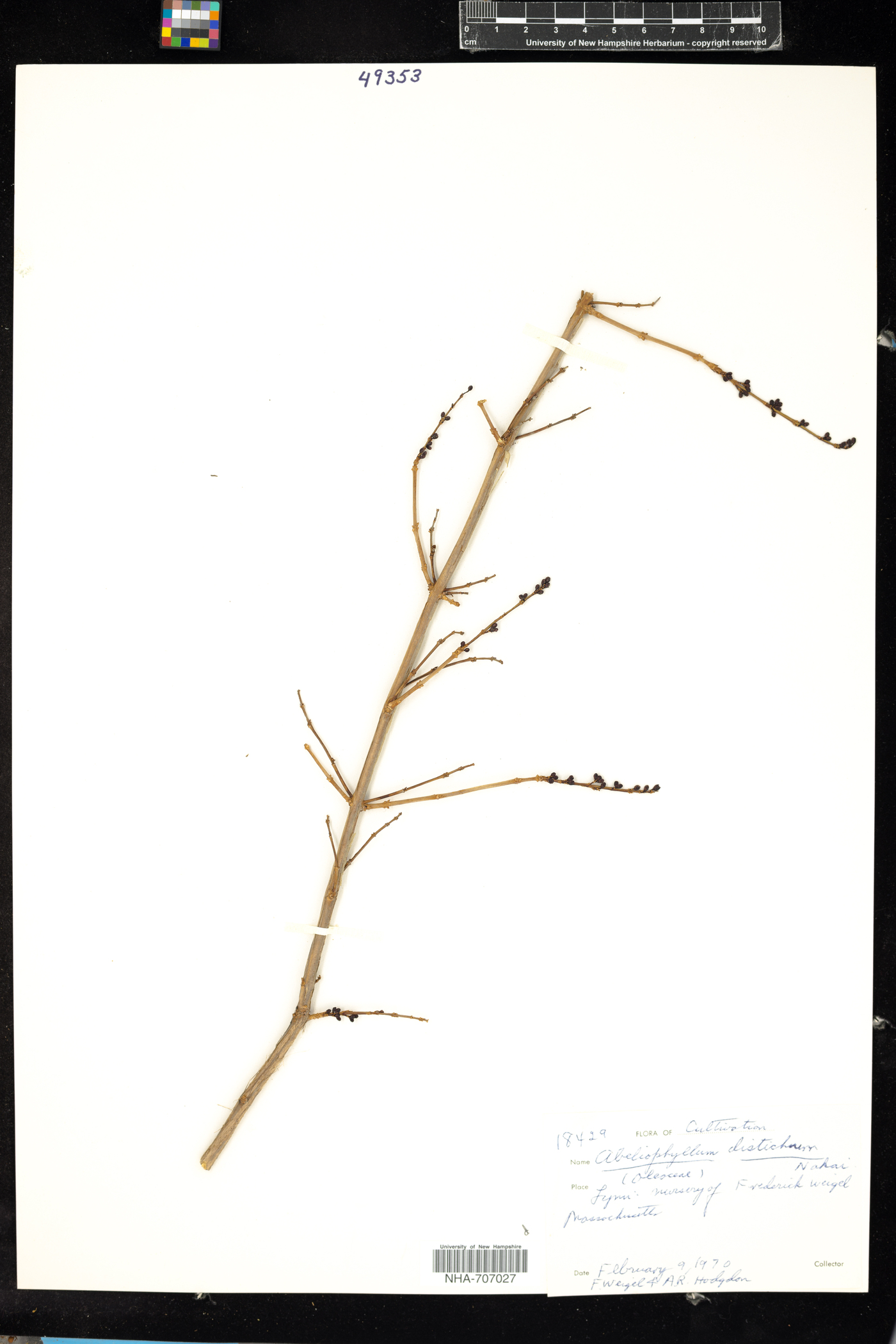 Abeliophyllum distichum image