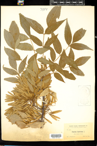 Fraxinus americana image