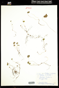 Oxalis acetosella image
