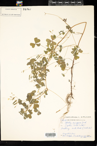 Oxalis stricta image