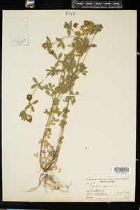 Trifolium aureum image