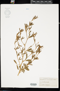 Trifolium arvense image