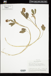 Image of Trifolium ambiguum