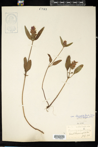 Prunella vulgaris image