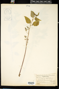 Scutellaria lateriflora image