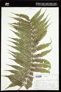 Cyathea arborea image