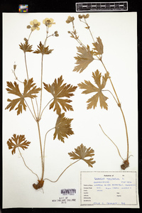 Geranium maculatum image