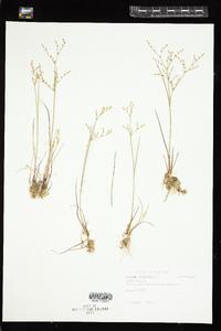 Juncus bufonius image