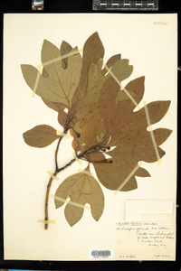 Sassafras albidum image