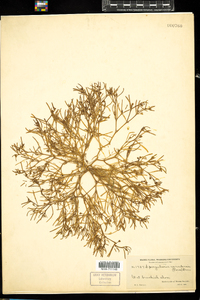 Spergularia canadensis image