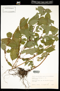 Boehmeria cylindrica image