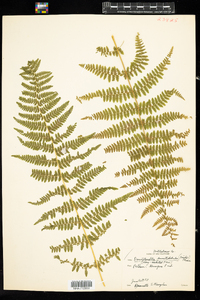 Dennstaedtia punctilobula image