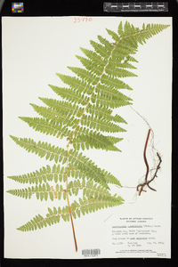 Dennstaedtia punctilobula image