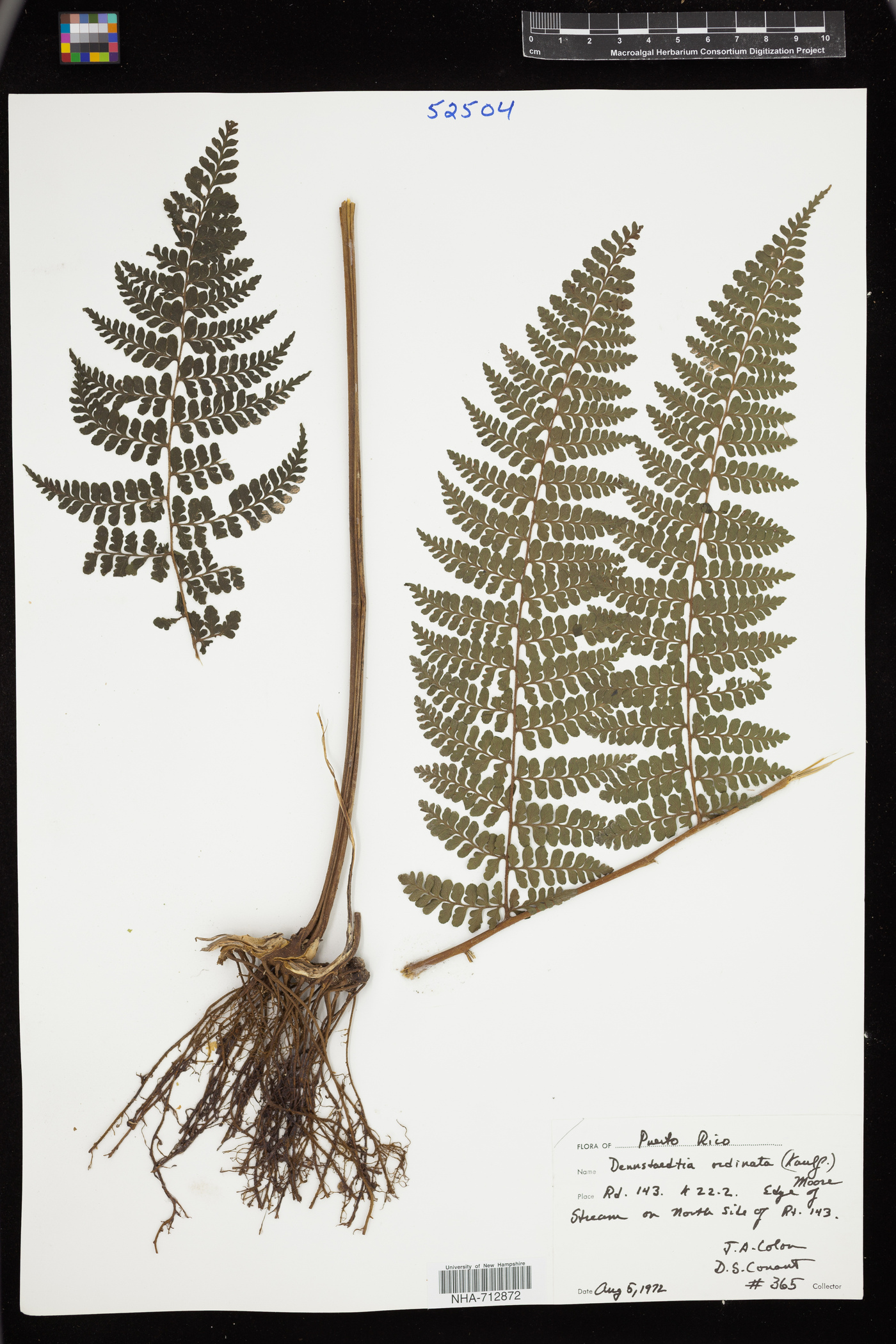 Dennstaedtia obtusifolia image