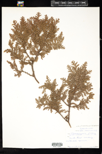 Chamaecyparis pisifera image