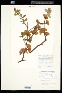 Chaenomeles speciosa image