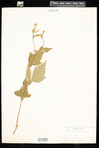 Geum canadense image