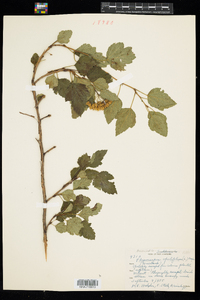 Physocarpus opulifolius image