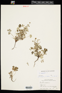 Potentilla argentea image