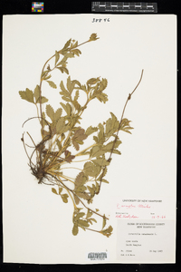 Potentilla simplex image