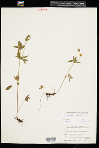 Potentilla simplex image