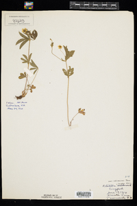 Potentilla simplex image