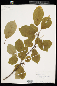 Prunus avium image