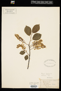 Prunus virginiana image