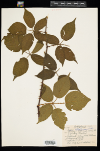 Rubus allegheniensis image